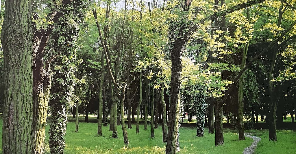 bosco di triulzo di fronte a Cascina Moro