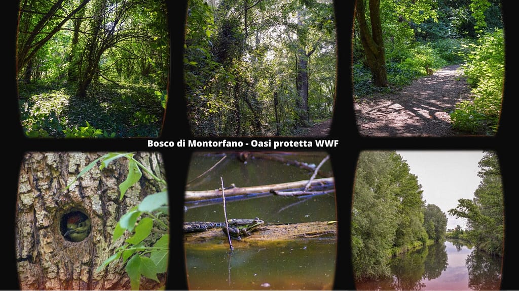 Oasi WWF- Bosco di Montorfano - Scheda di EVF