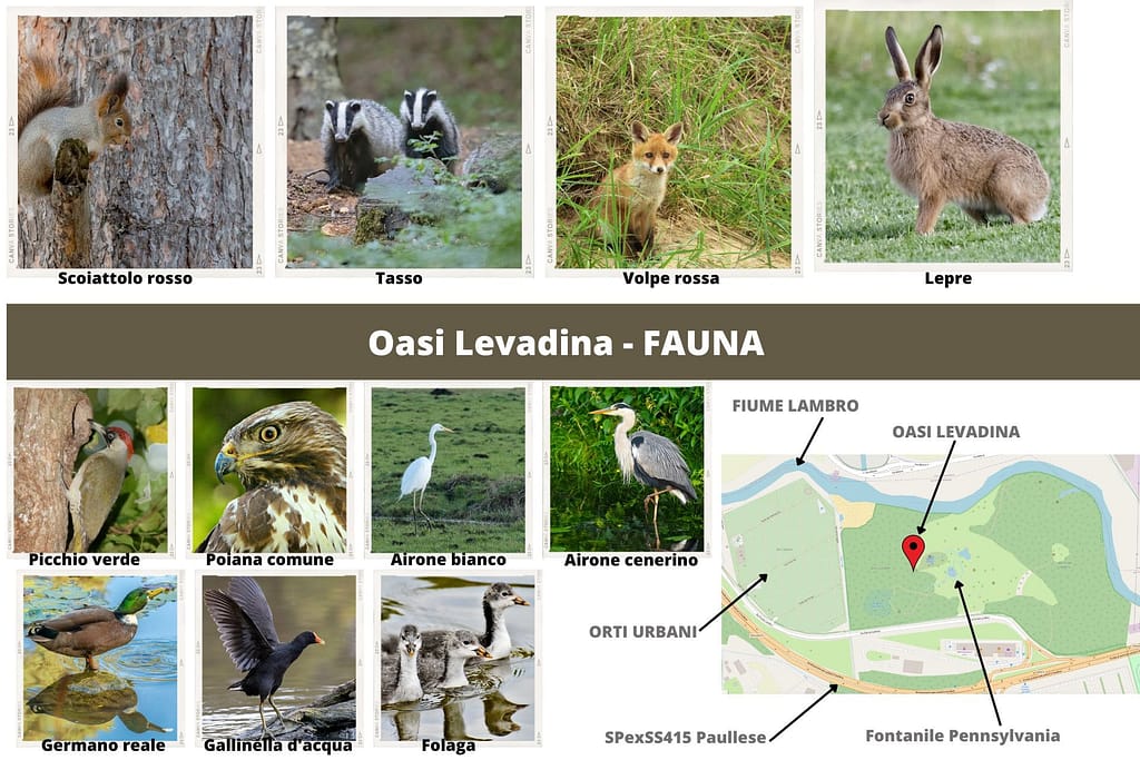 Oasi Levadina - Fauna