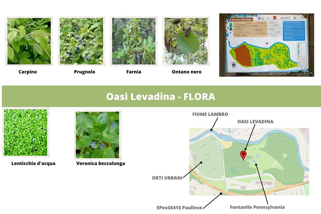 Oasi Levadina - Flora