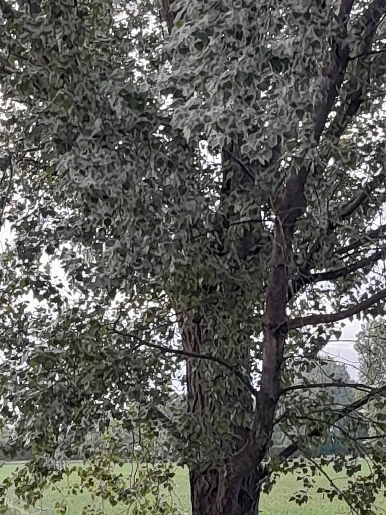 alberi innevati dal polline