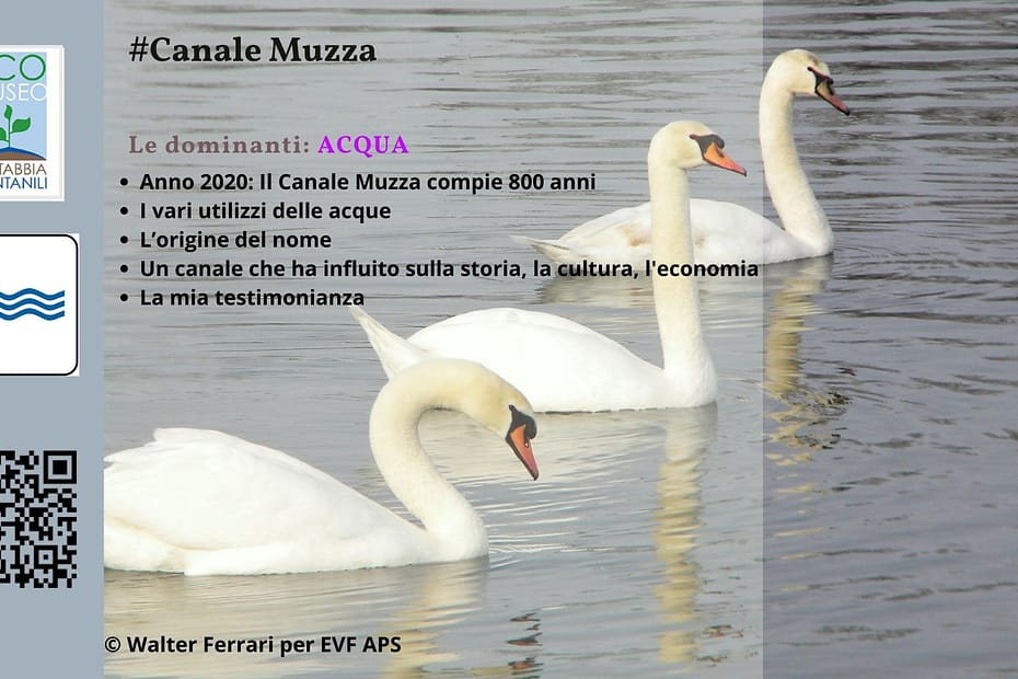 Canale Muzza - Cover
